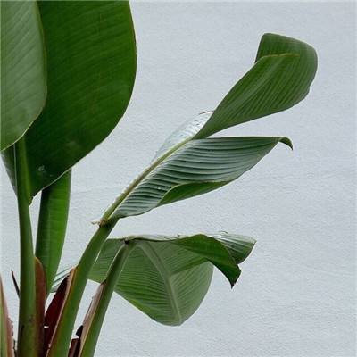 球探比分旧版大全手机app下载